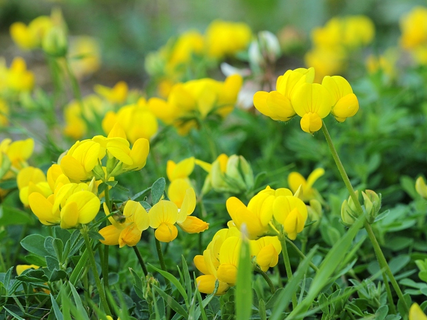 ľadenec rožkatý Lotus corniculatus L.