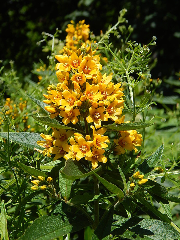 čerkáč obyčajný Lysimachia vulgaris L.