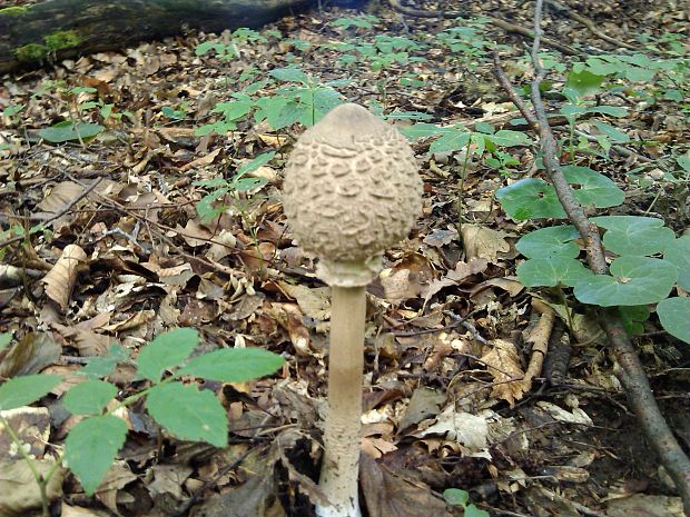 bedľa vysoká Macrolepiota procera (Scop.) Singer