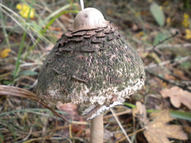 bedľa Macrolepiota sp.