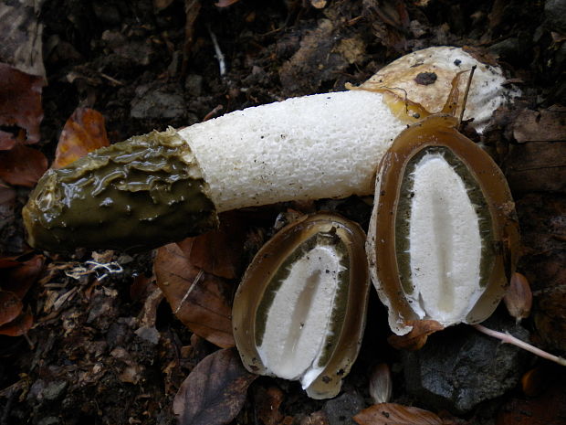 hadovka smradľavá Phallus impudicus L.