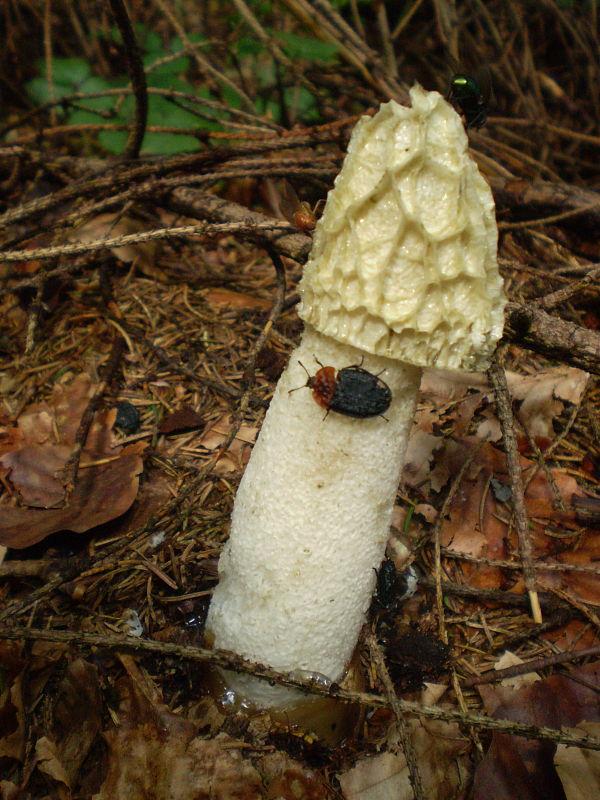 hadovka smradľavá Phallus impudicus L.