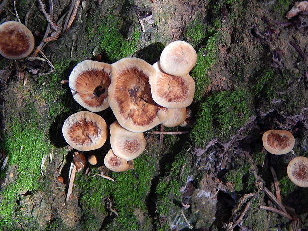 korkovec čiaškovitý Phellodon tomentosus (L.) Banker