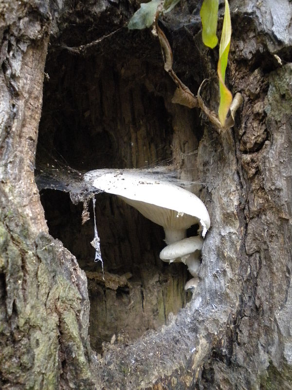 hliva dubová Pleurotus dryinus (Pers.) P. Kumm.