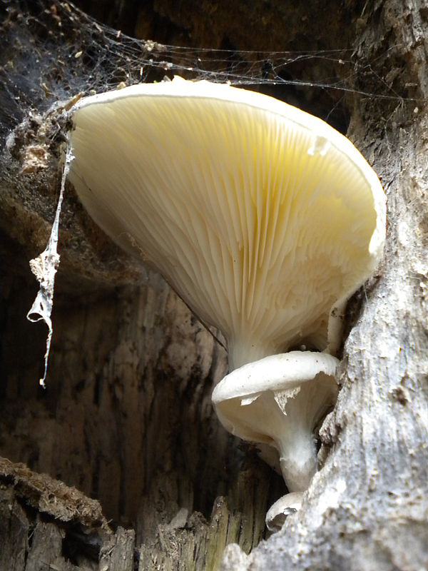 hliva dubová Pleurotus dryinus (Pers.) P. Kumm.