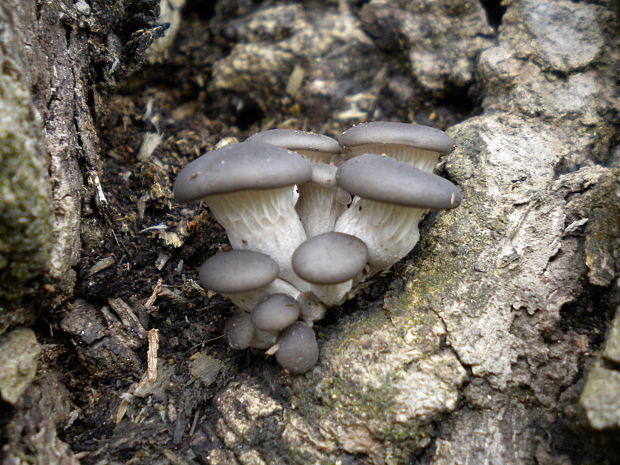 hliva ustricovitá Pleurotus ostreatus (Jacq.) P. Kumm.