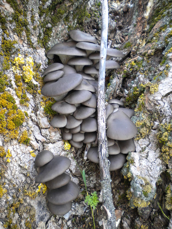 hliva ustricovitá Pleurotus ostreatus (Jacq.) P. Kumm.