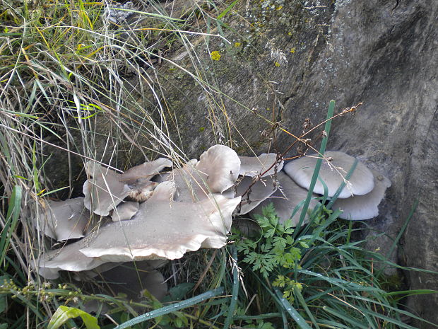 hliva ustricovitá Pleurotus ostreatus (Jacq.) P. Kumm.