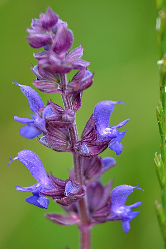 šalvia hájna Salvia nemorosa L.