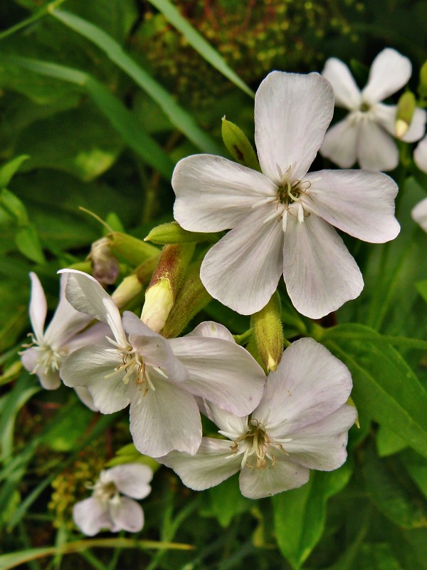 mydlica lekárska Saponaria officinalis L.