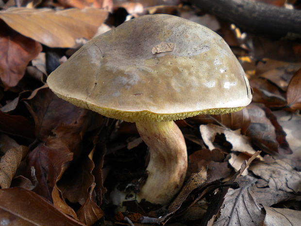 suchohríb Xerocomus sp.