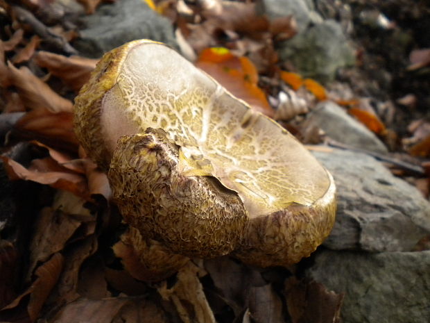 suchohríb Xerocomus sp.