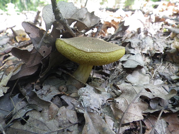 suchohríb Xerocomus sp.