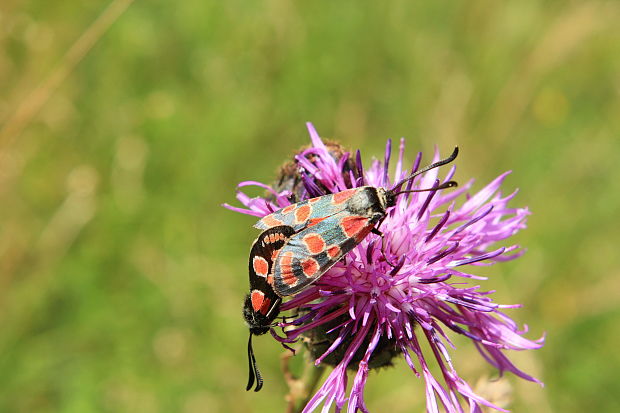 vretienka vičencova Zygaena carniolica Scopoli, 1763