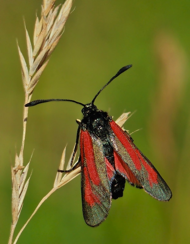 vretienka hrachorová Zygaena osterodensis