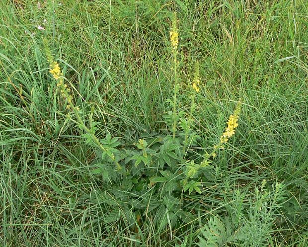 repík lekársky Agrimonia eupatoria L.