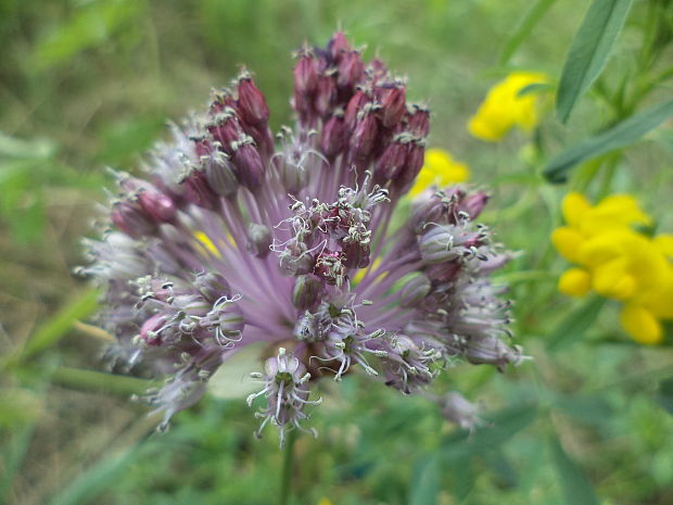 cesnak guľatohlavý Allium sphaerocephalon L.