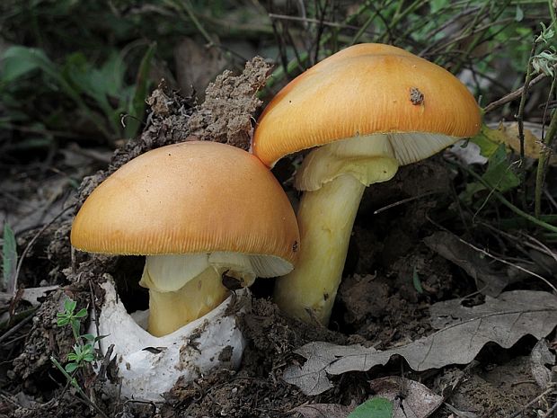 muchotrávka cisárska Amanita caesarea (Scop.) Pers.