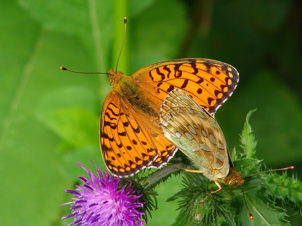 perlovec veľký Argynnis aglaja Linnaeus, 1758