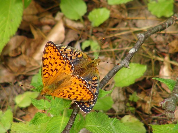 perlovec veľký Argynnis aglaja Linnaeus, 1758