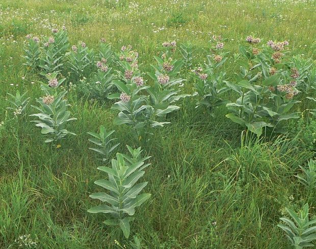 glejovka americká Asclepias syriaca L.