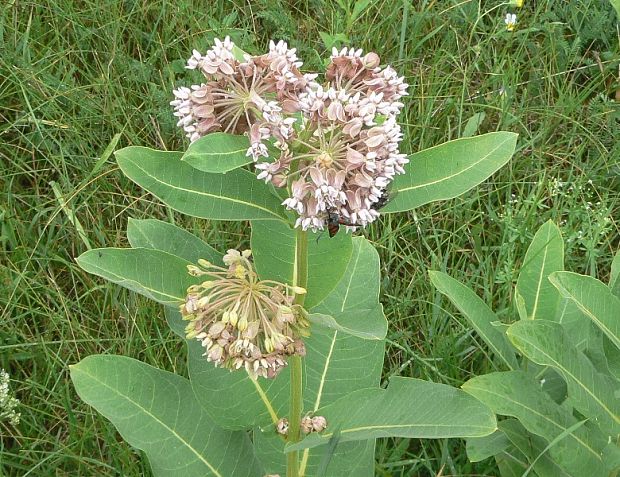 glejovka americká Asclepias syriaca L.