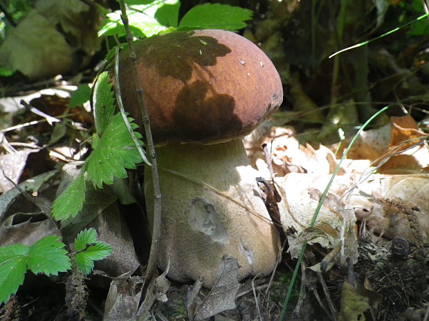 hríb dubový Boletus reticulatus Schaeff.