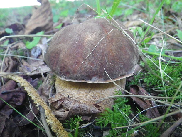 hríb dubový Boletus reticulatus Schaeff.