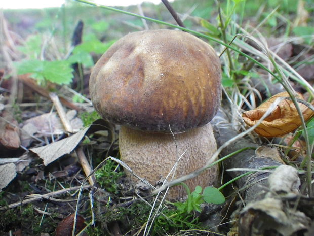 hríb dubový Boletus reticulatus Schaeff.