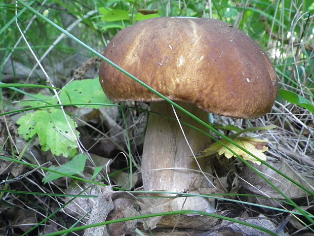 hríb dubový Boletus reticulatus Schaeff.