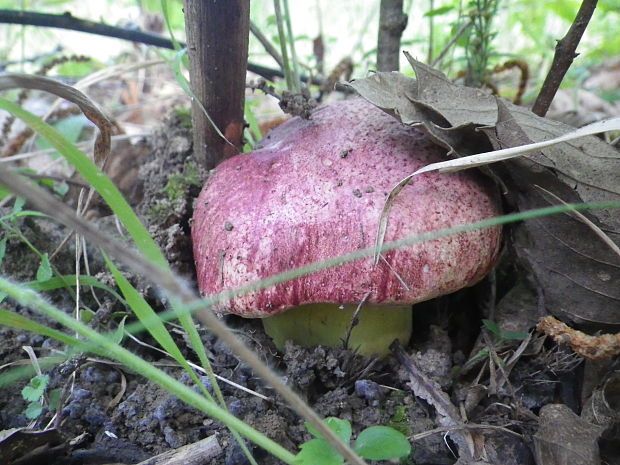 hríb kráľovský Butyriboletus regius (Krombh.) D. Arora & J.L. Frank