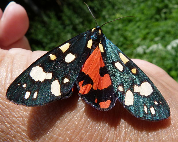 spriadač hluchavkový  Callimorpha dominula Linnaeus 1758