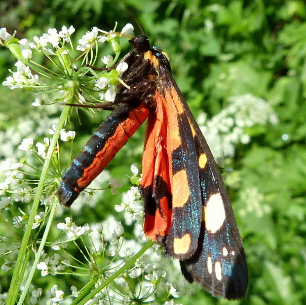 spriadač hluchavkový Callimorpha dominula Linnaeus 1758