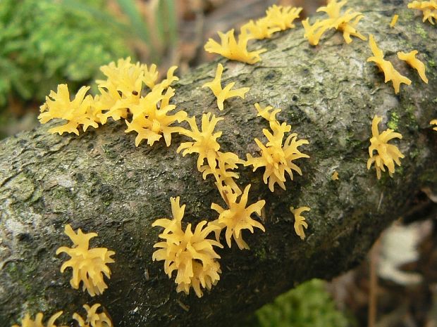 parôžkovec malý Calocera cornea (Fr.) Loud.