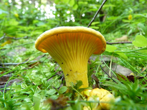 kuriatko jedlé Cantharellus cibarius Fr.