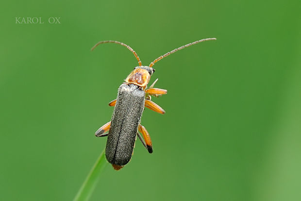 snehuľčík Cantharis nigricans