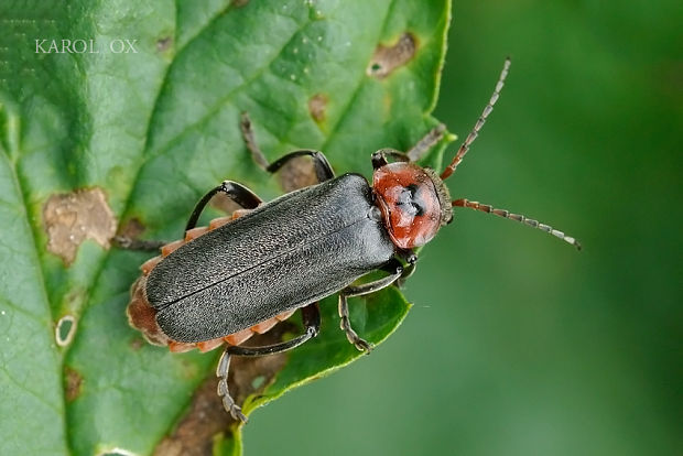 snehuľčík obyčajný Cantharis rustica