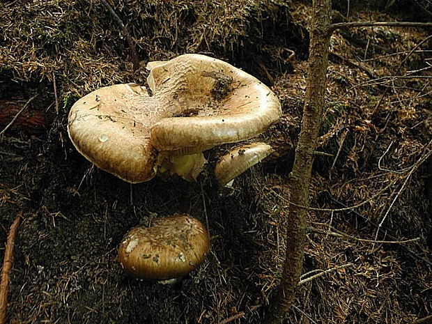 náramkovka cisárska Catathelasma imperiale (P. Karst.) Singer