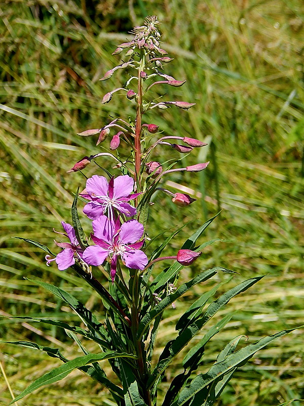 kyprina úzkolistá Chamerion angustifolium (L.) Holub