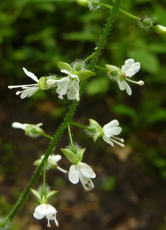 čarovník obyčajný Circaea lutetiana L.