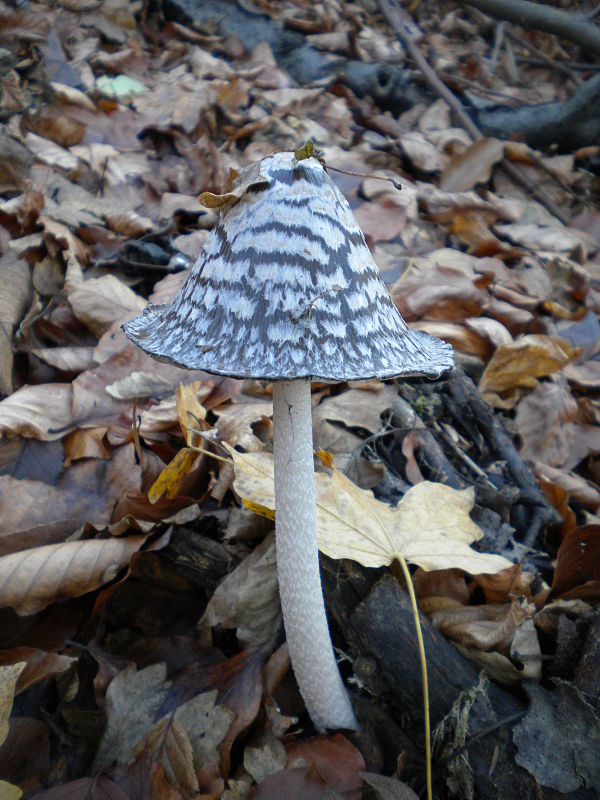 hnojník strakatý Coprinopsis picacea (Bull.) Redhead, Vilgalys & Moncalvo