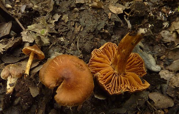 pavučinovec Cortinarius sp.