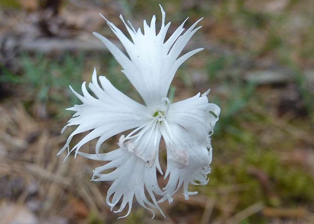 klinček neskorý? Dianthus serotinus Waldst. et Kit.