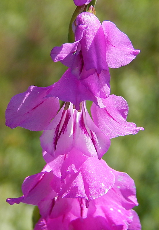 mečík škridlicovitý Gladiolus imbricatus L.