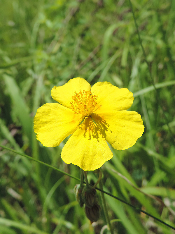 devätorník veľkokvetý Helianthemum grandiflorum (Scop.) DC.