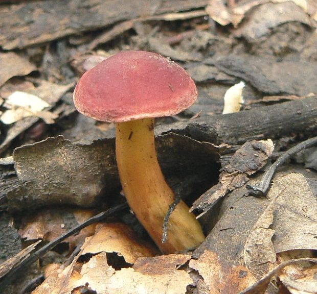 suchohríb karmínový  Hortiboletus rubellus (Krombh.) Simonini, Vizzini & Gelardi