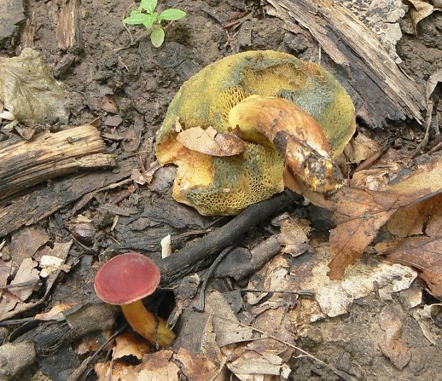 suchohríb karmínový Hortiboletus rubellus (Krombh.) Simonini, Vizzini & Gelardi