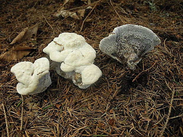 jelenkovka voňavá Hydnellum suaveolens (Scop.) P. Karst.