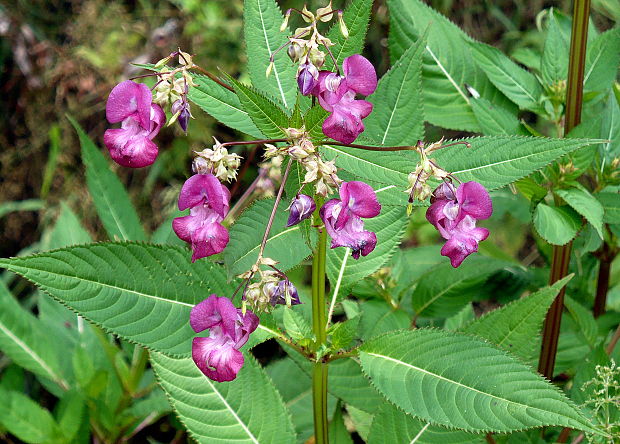 netýkavka žliazkatá Impatiens glandulifera Royle