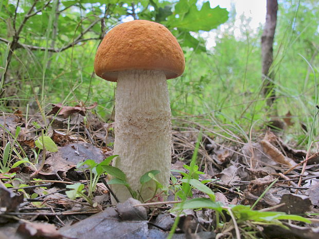 kozák osikový Leccinum albostipitatum den Bakker & Noordel.